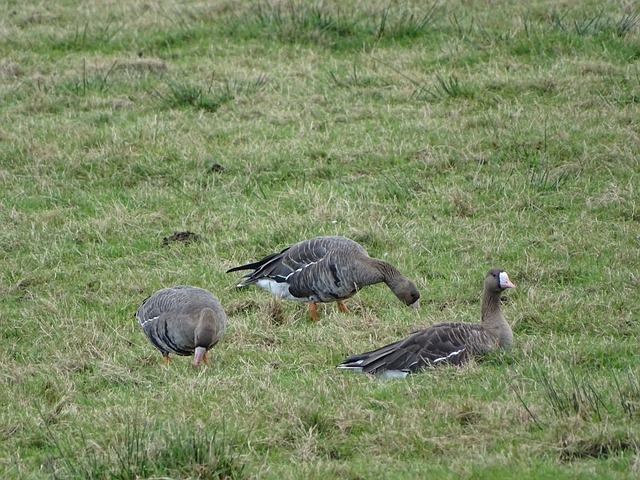 不仅因为他 不仅因为他